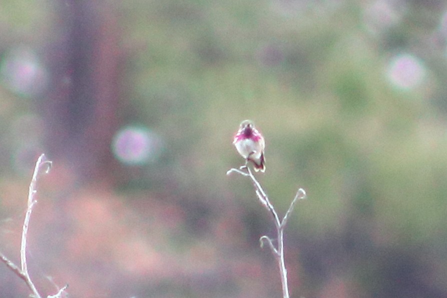 Calliope Hummingbird - ML620045838