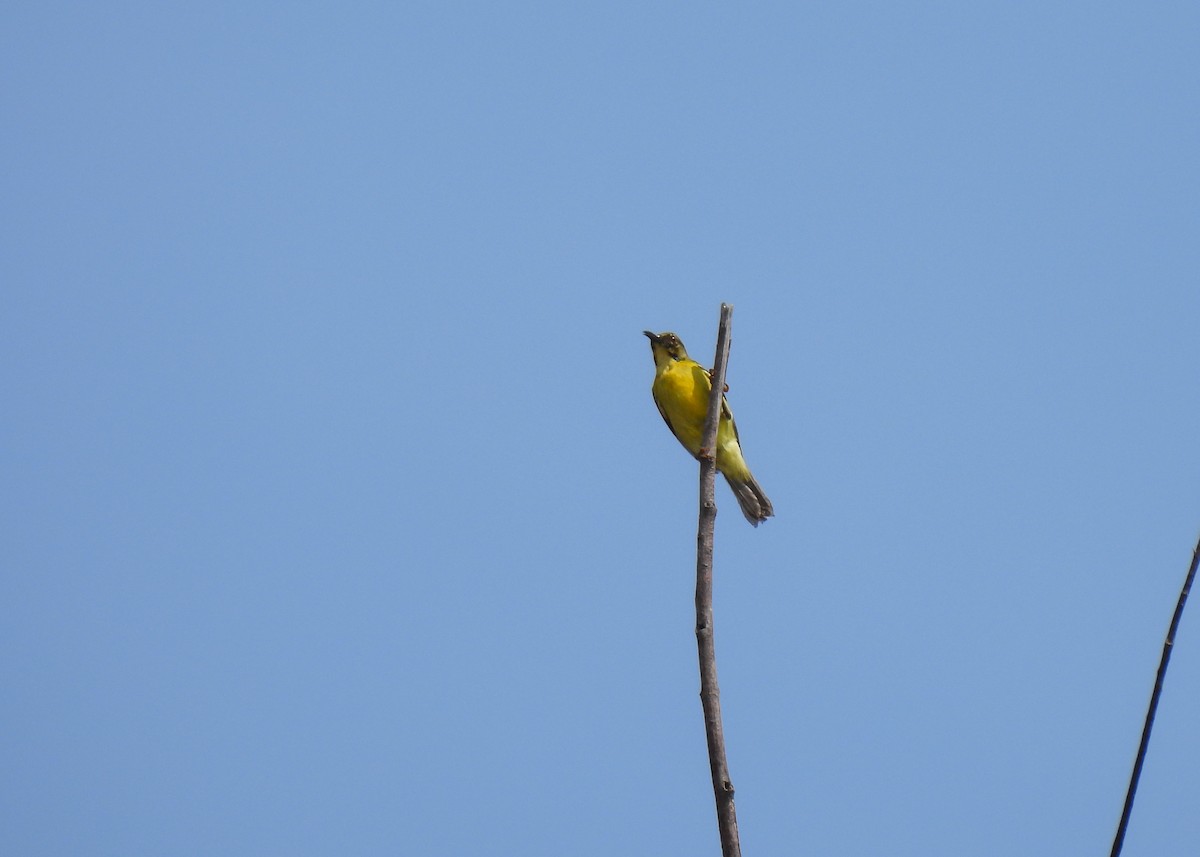 Brown-throated Sunbird - ML620045839