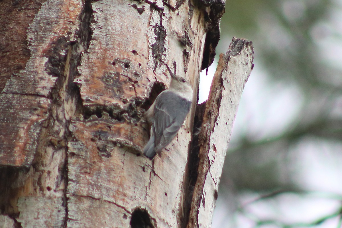 White-breasted Nuthatch - ML620045841