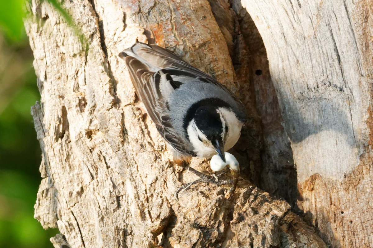 White-breasted Nuthatch - ML620045842