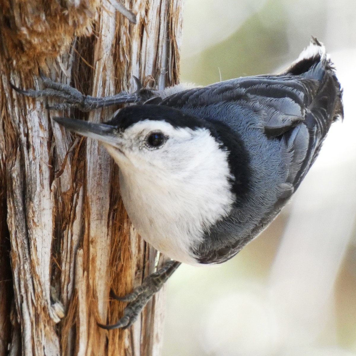 White-breasted Nuthatch - ML620045851