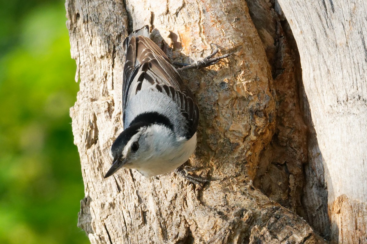 White-breasted Nuthatch - ML620045854