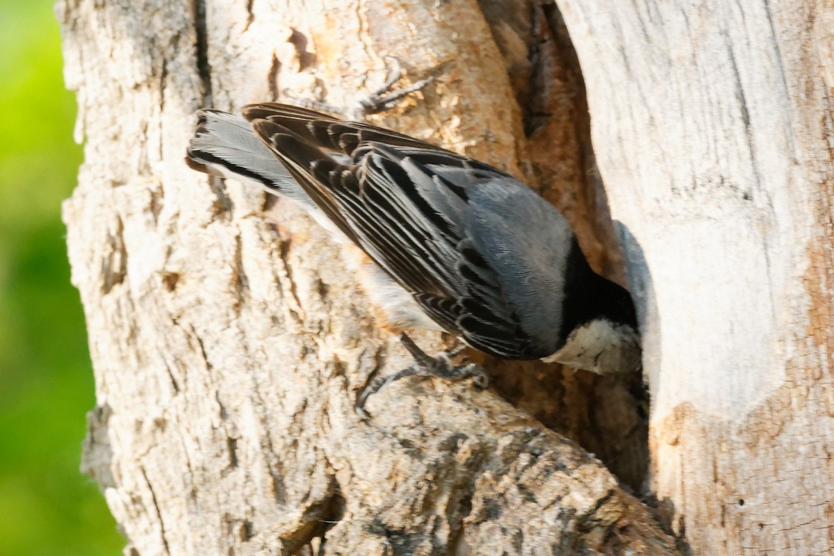 White-breasted Nuthatch - ML620045869
