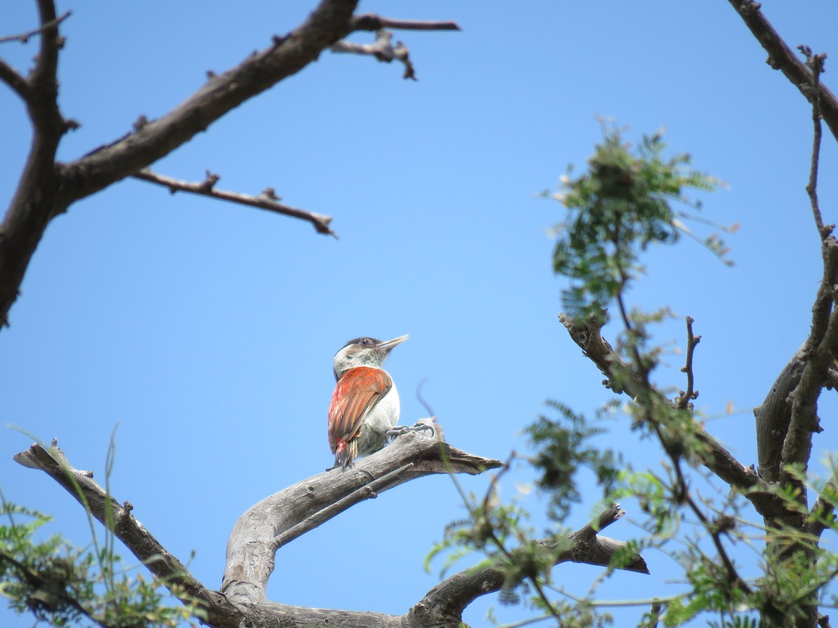 Scarlet-backed Woodpecker - ML620045875