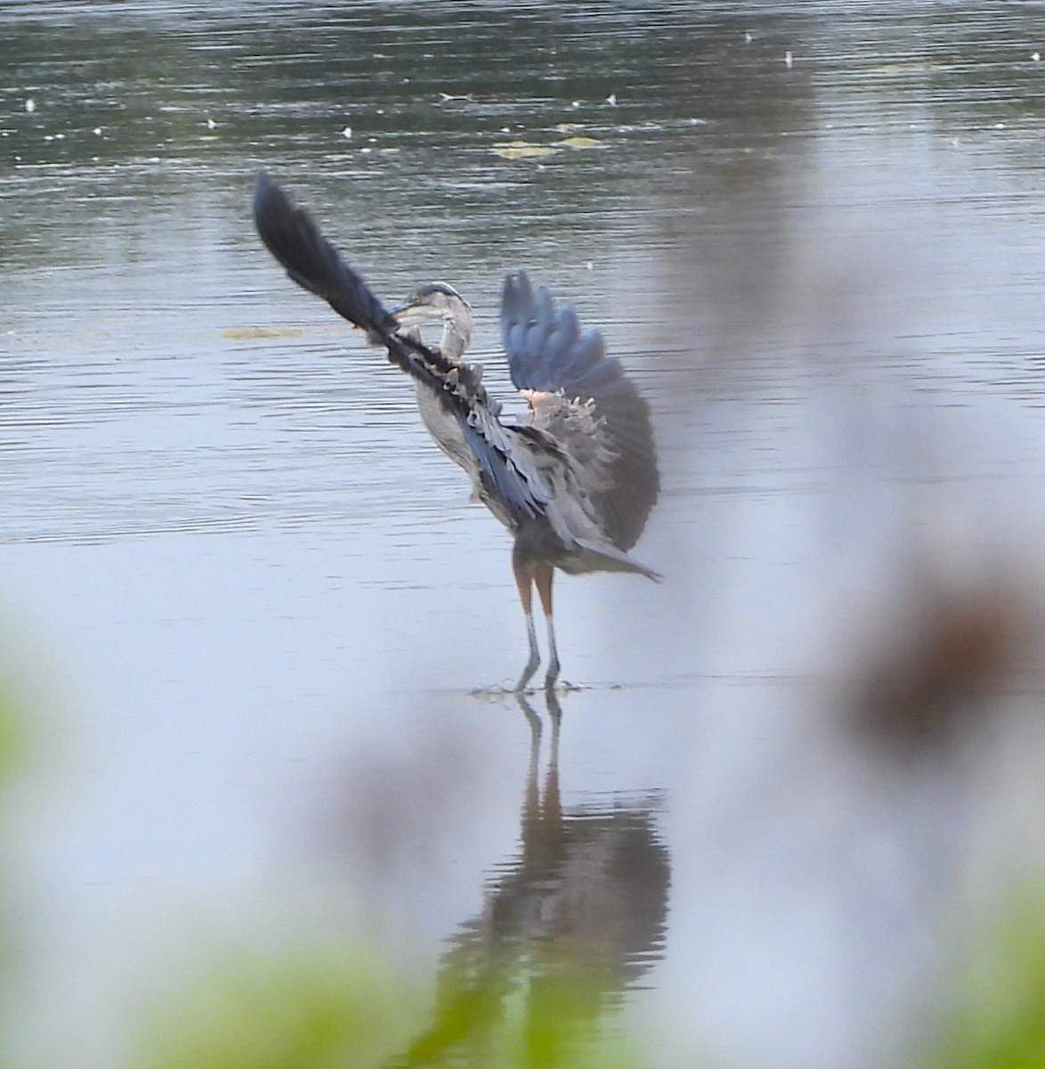 Great Blue Heron - ML620045876