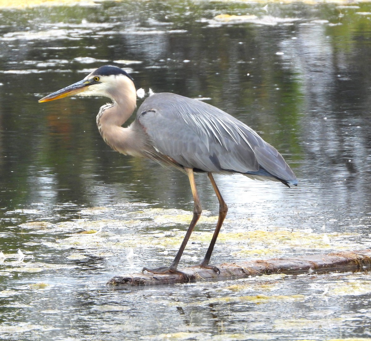 Garza Azulada - ML620045878