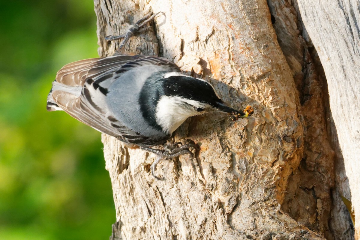 White-breasted Nuthatch - ML620045880