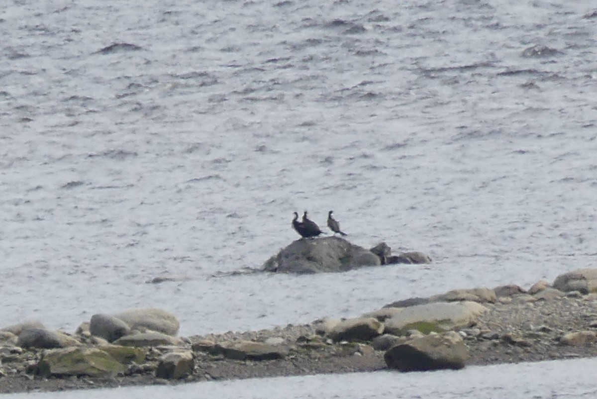 Double-crested Cormorant - ML620045890