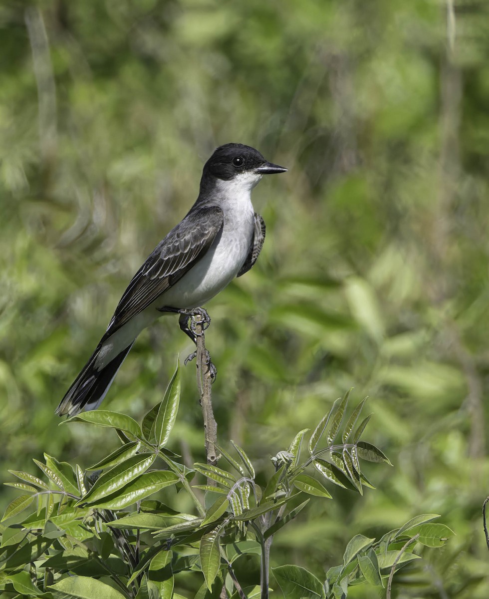 Eastern Kingbird - ML620045900