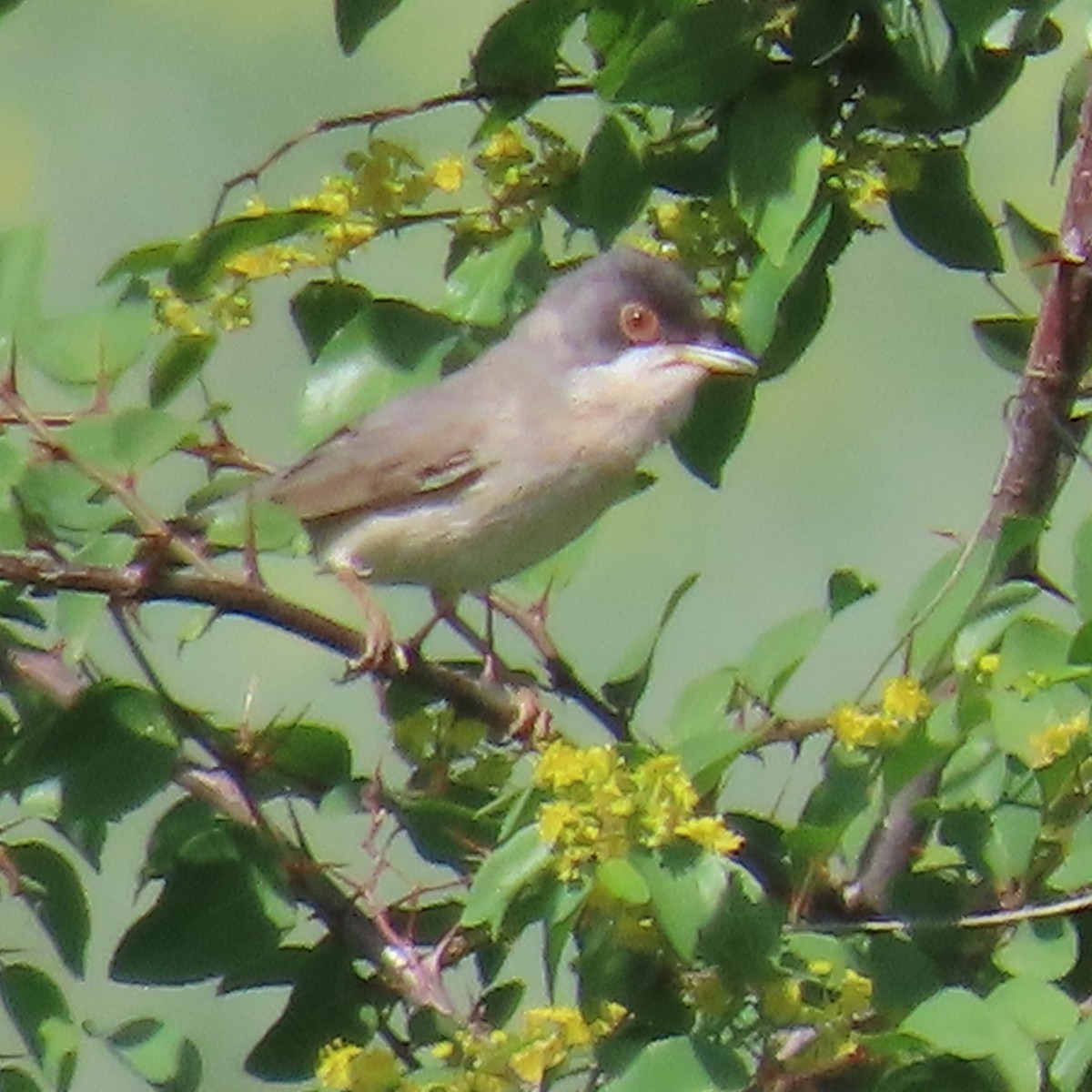 Menetries's Warbler - ML620045904