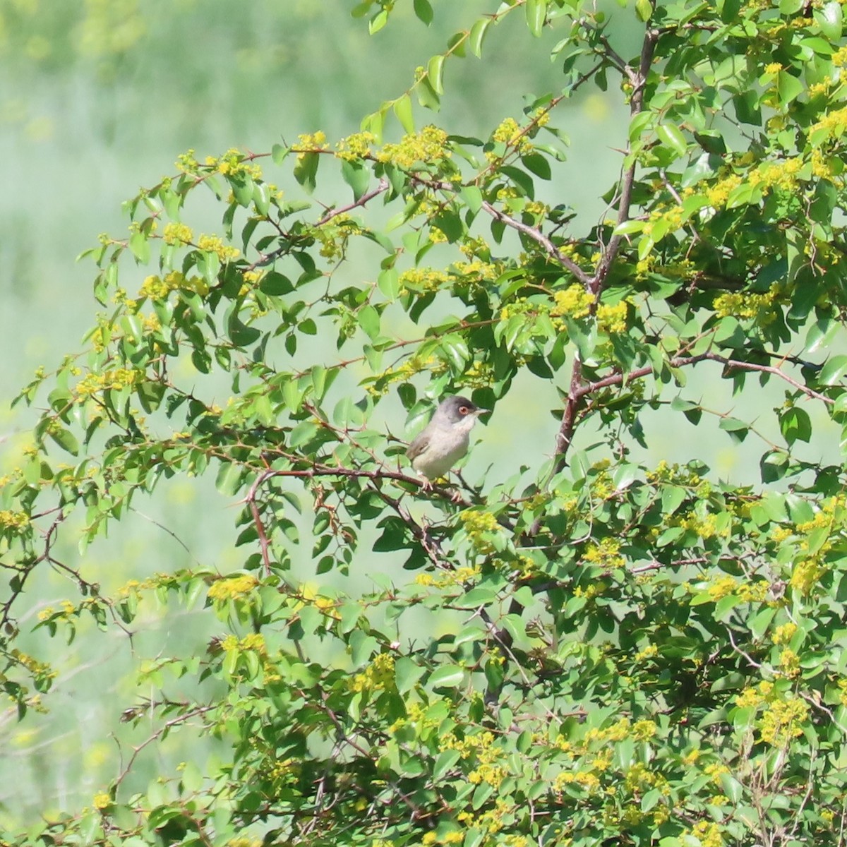 Menetries's Warbler - ML620045905