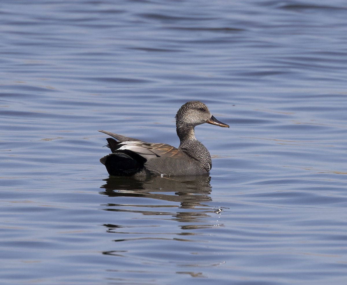 Gadwall - ML620045930