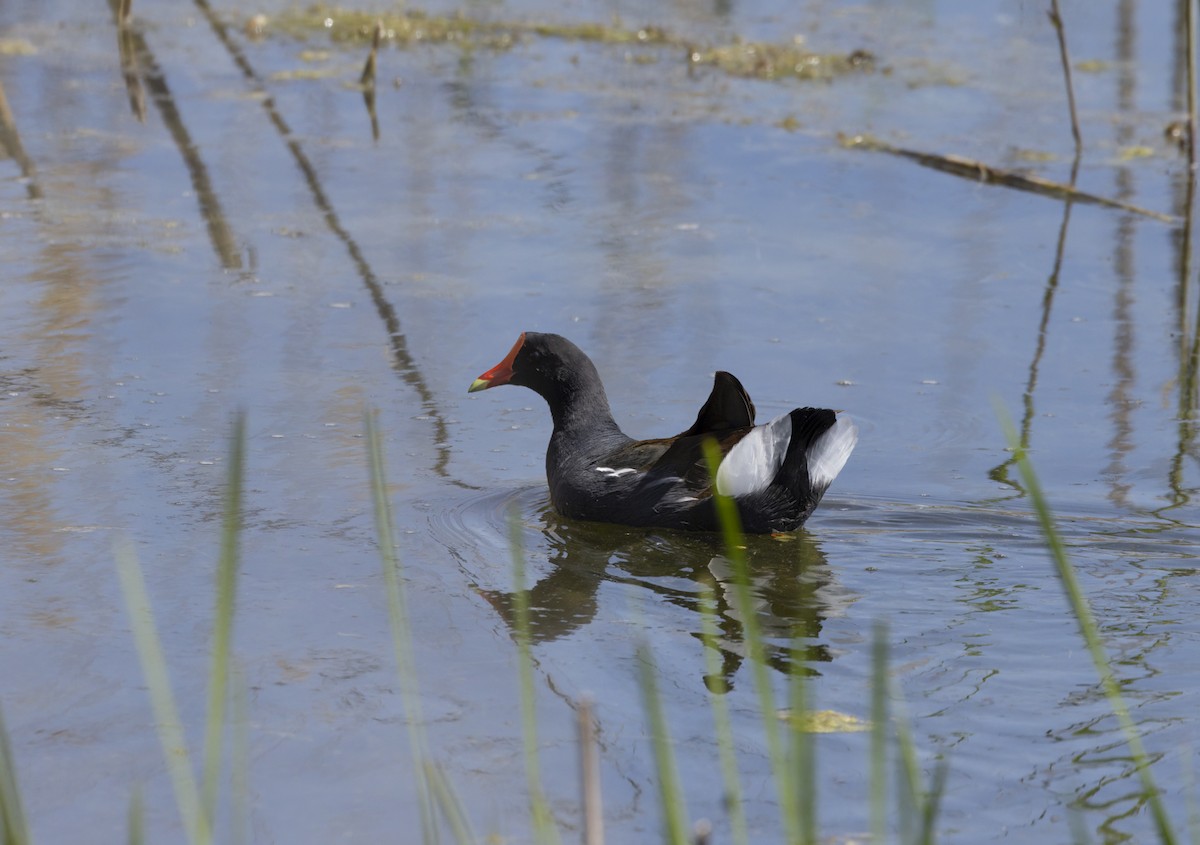 Common Gallinule - ML620045939