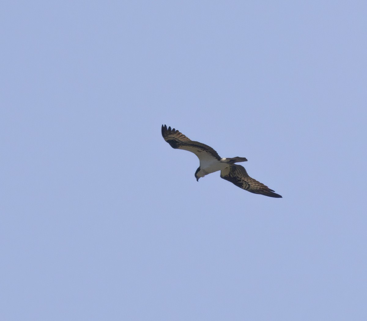 Osprey - Liette Desfosses