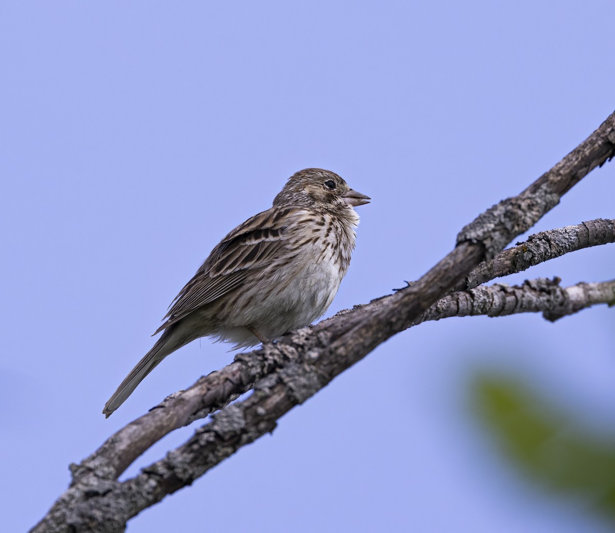 Vesper Sparrow - ML620045947