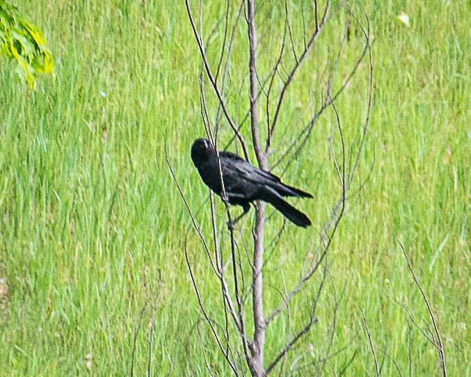 American Crow - ML620045951