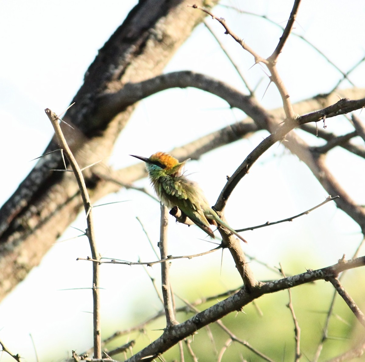 Asian Green Bee-eater - ML620045956