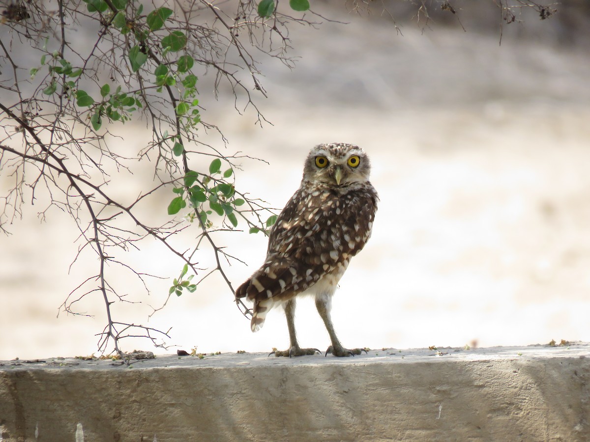 Burrowing Owl - ML620045957