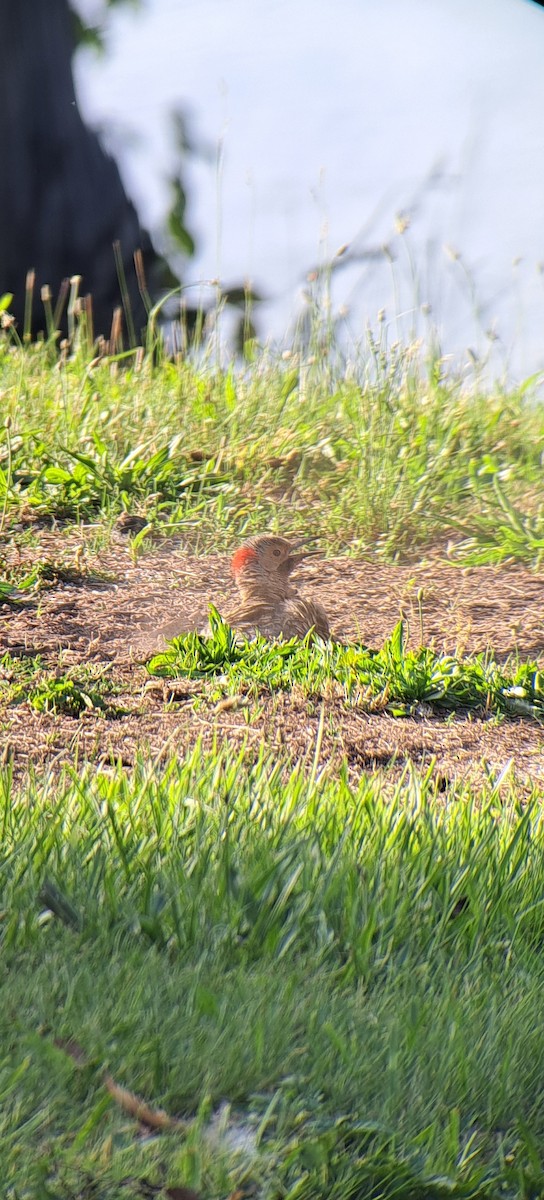 Northern Flicker - ML620045965