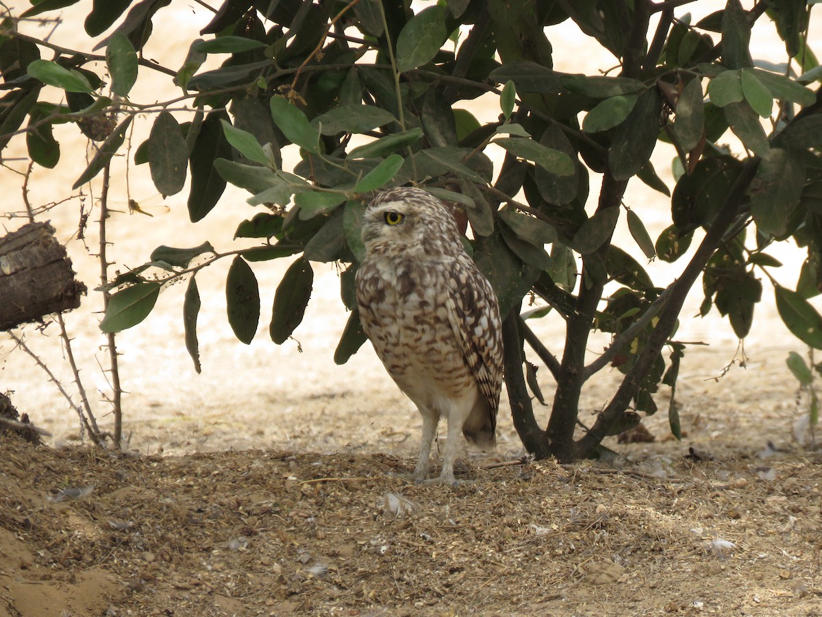 Burrowing Owl - ML620045966