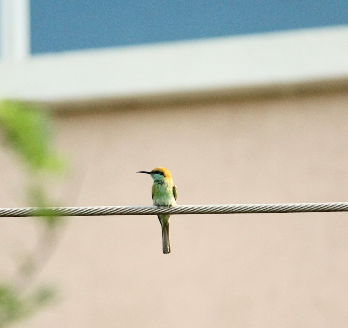 Asian Green Bee-eater - ML620045971