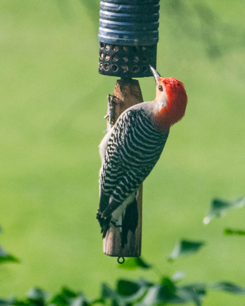 Red-bellied Woodpecker - ML620045974