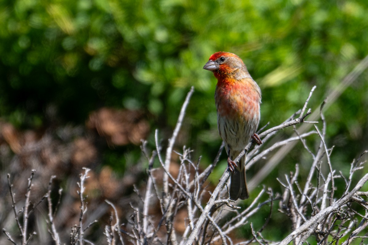 House Finch - ML620045980