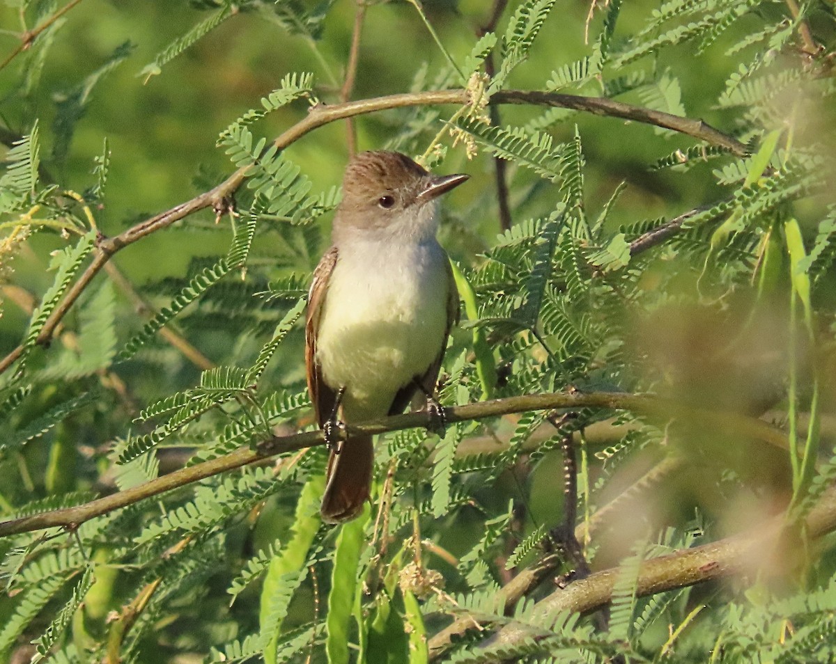 Ash-throated Flycatcher - ML620045983