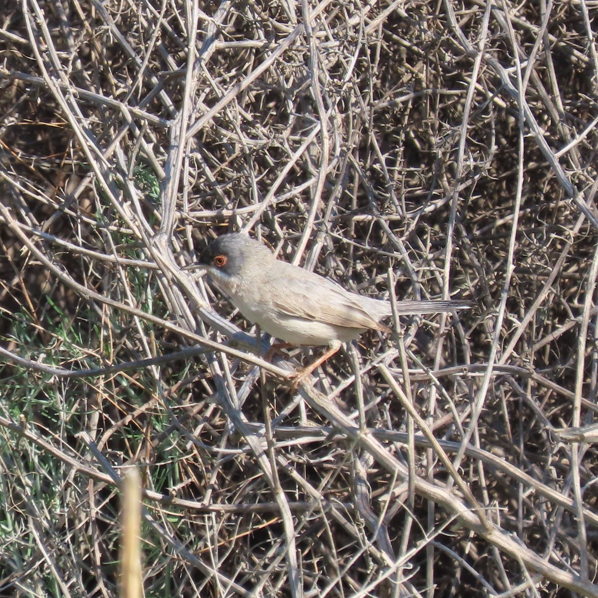 Fauvette de Ménétries - ML620045986