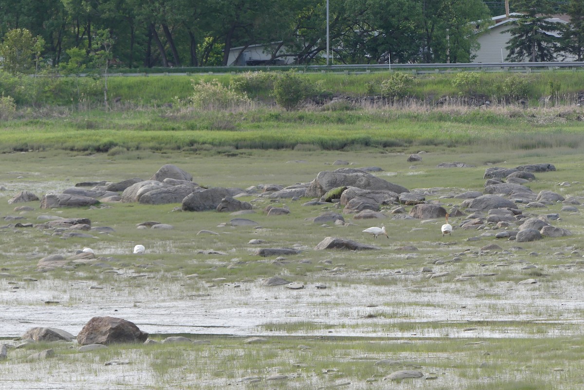 Trumpeter Swan - ML620045995