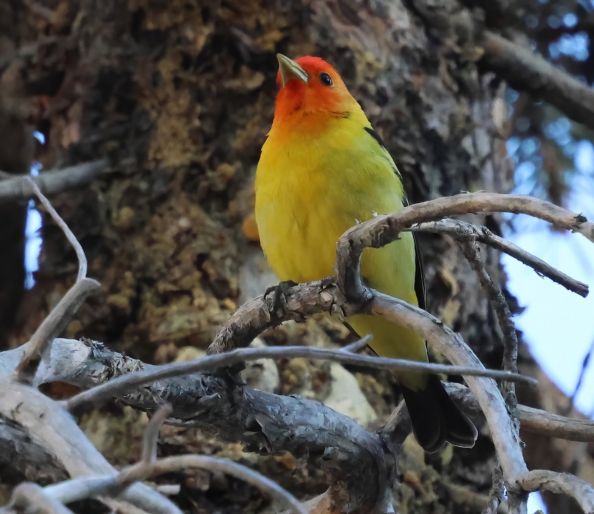 Western Tanager - ML620045998
