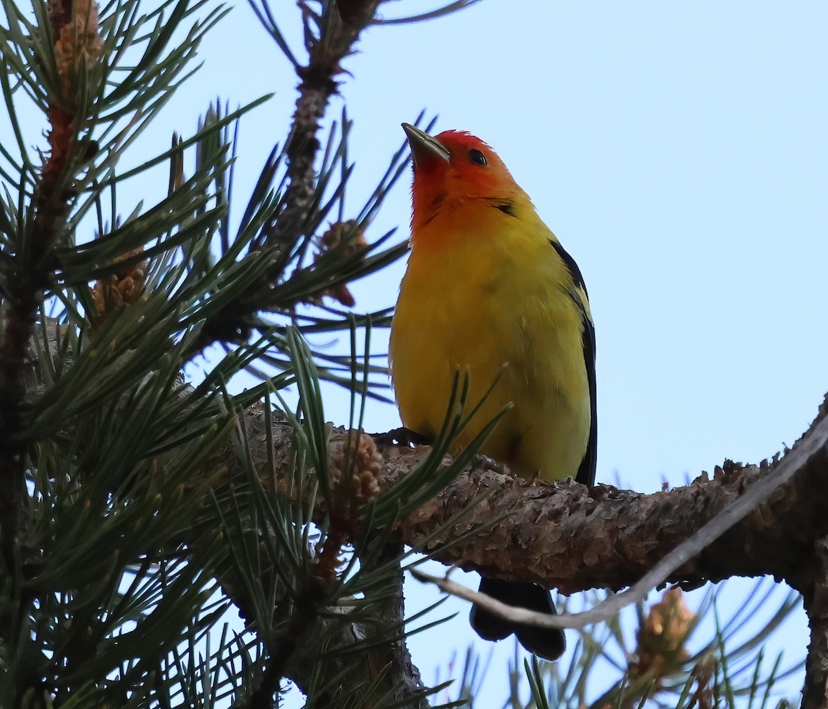Western Tanager - ML620045999