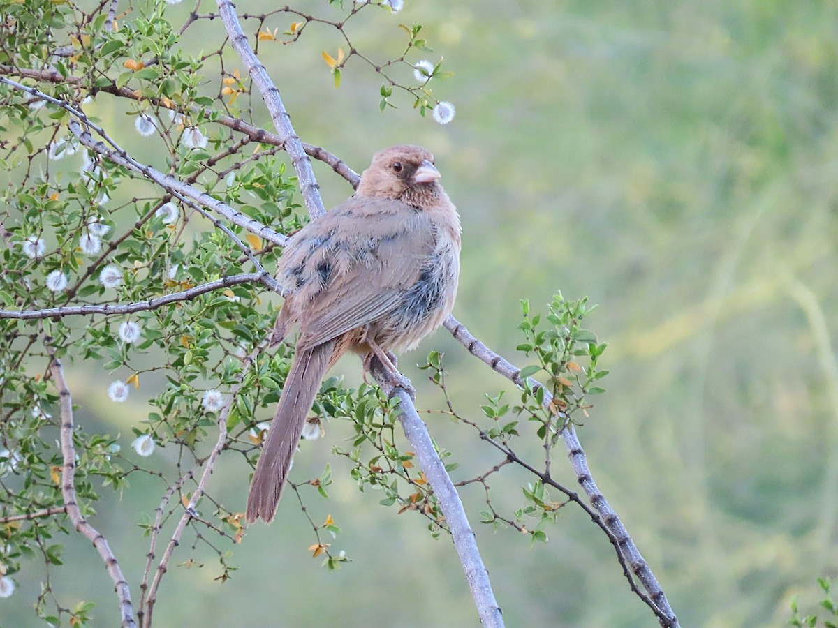 Abert's Towhee - ML620046001