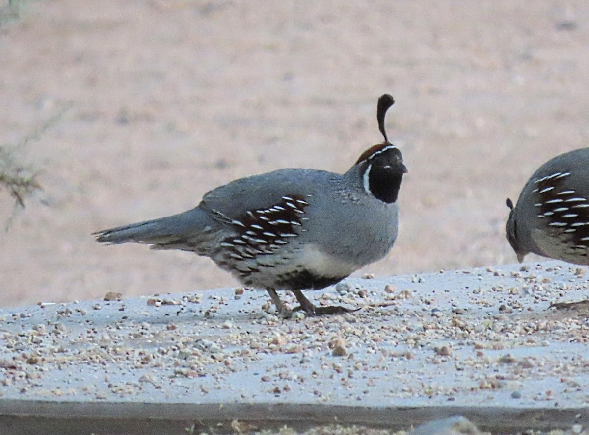 Gambel's Quail - ML620046007