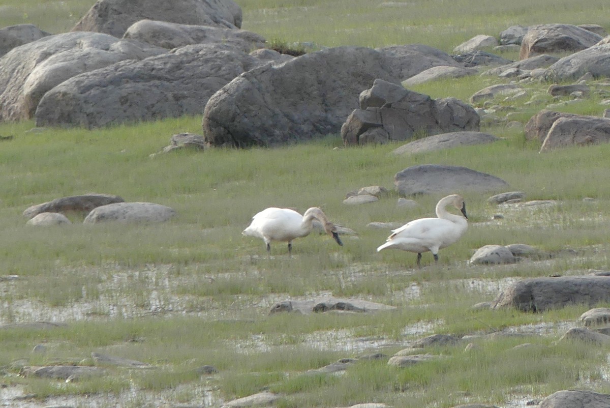 Trumpeter Swan - ML620046016