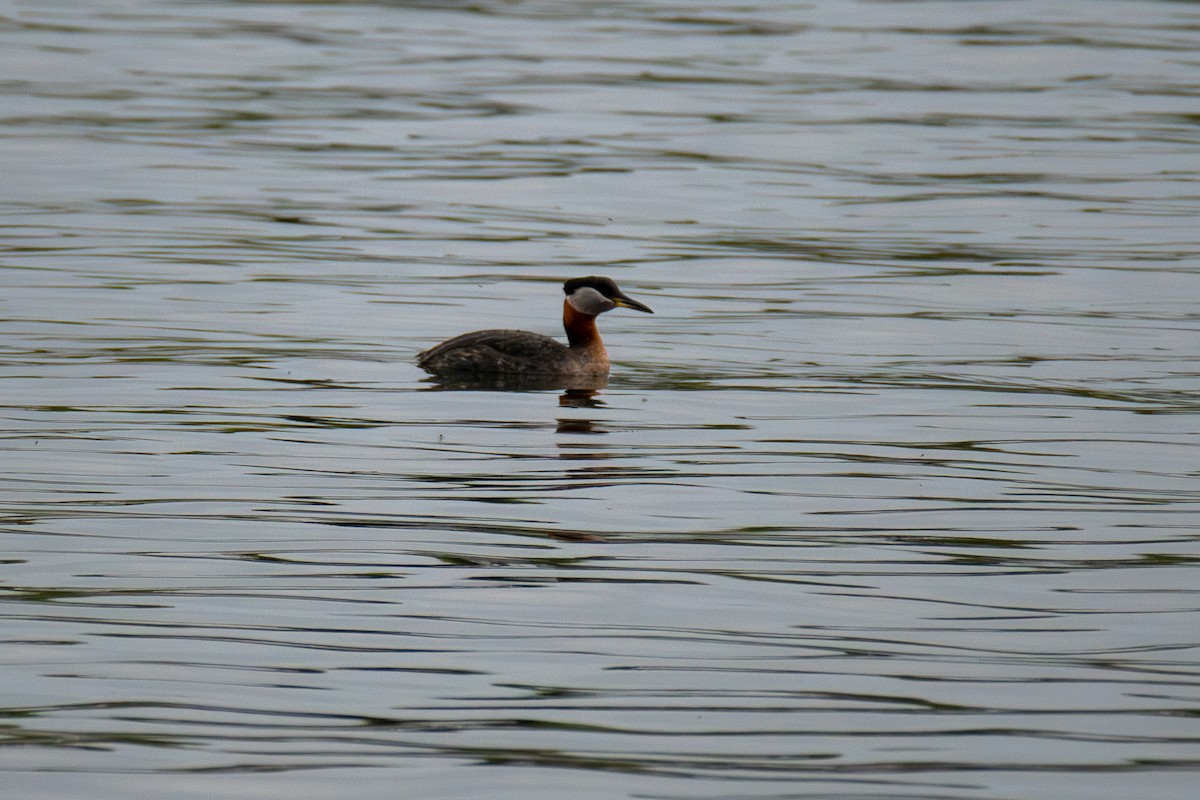 Red-necked Grebe - ML620046027