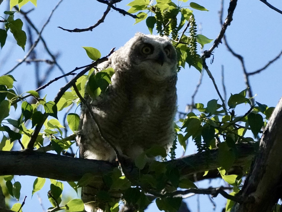 Great Horned Owl - ML620046046