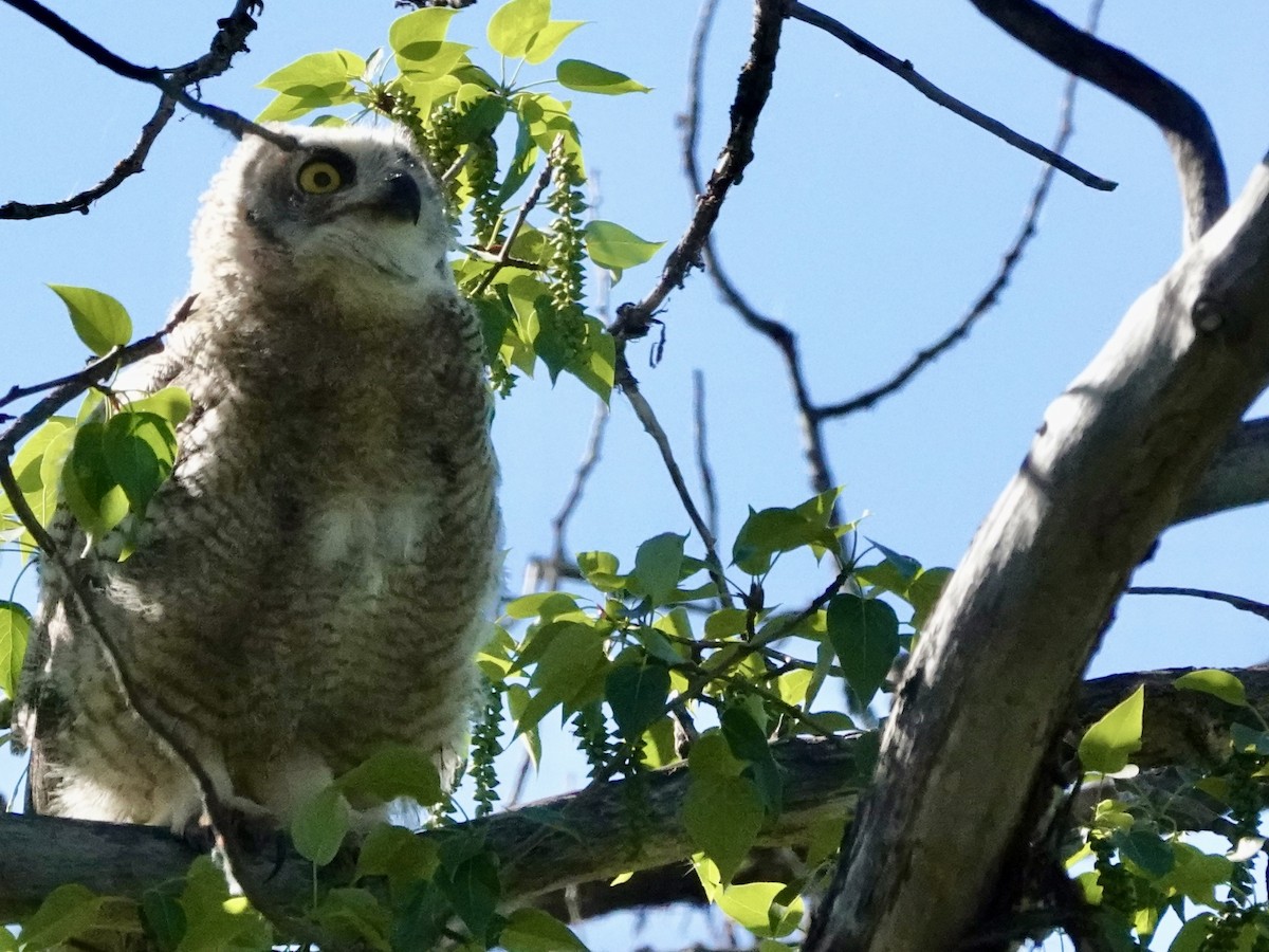 Great Horned Owl - ML620046047