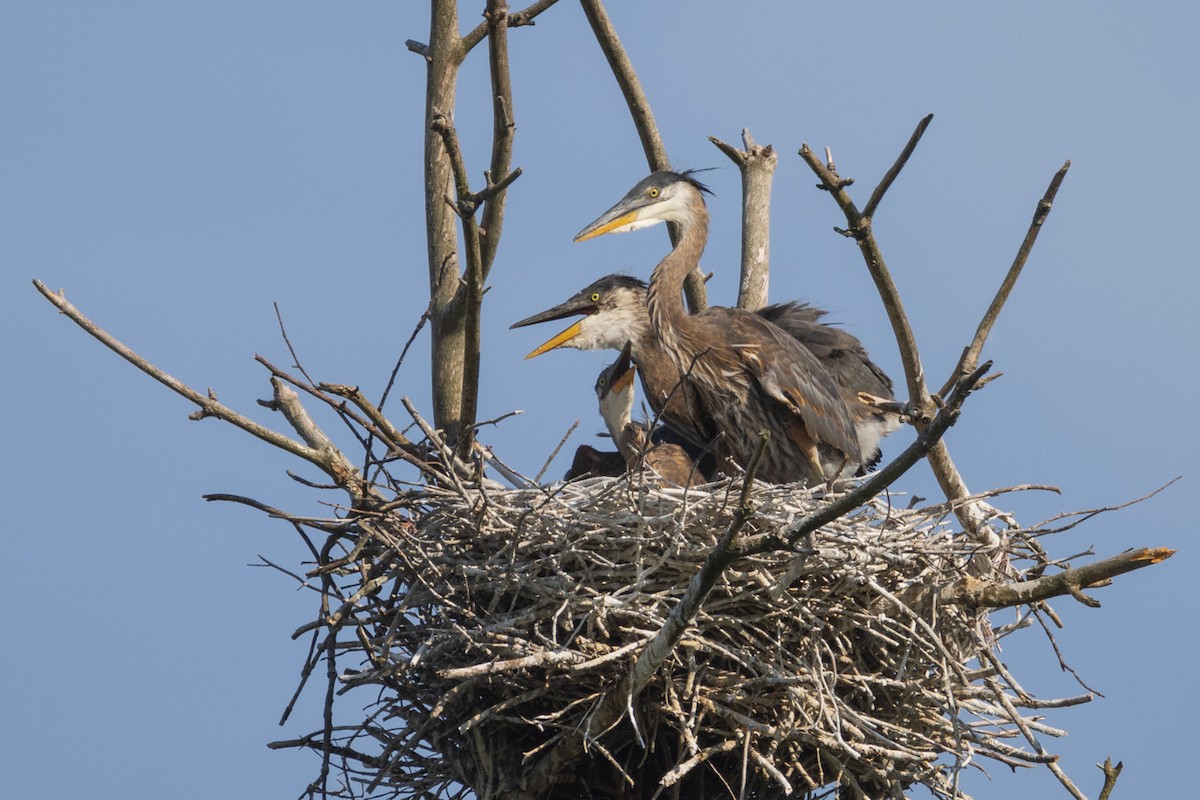 Great Blue Heron - ML620046048