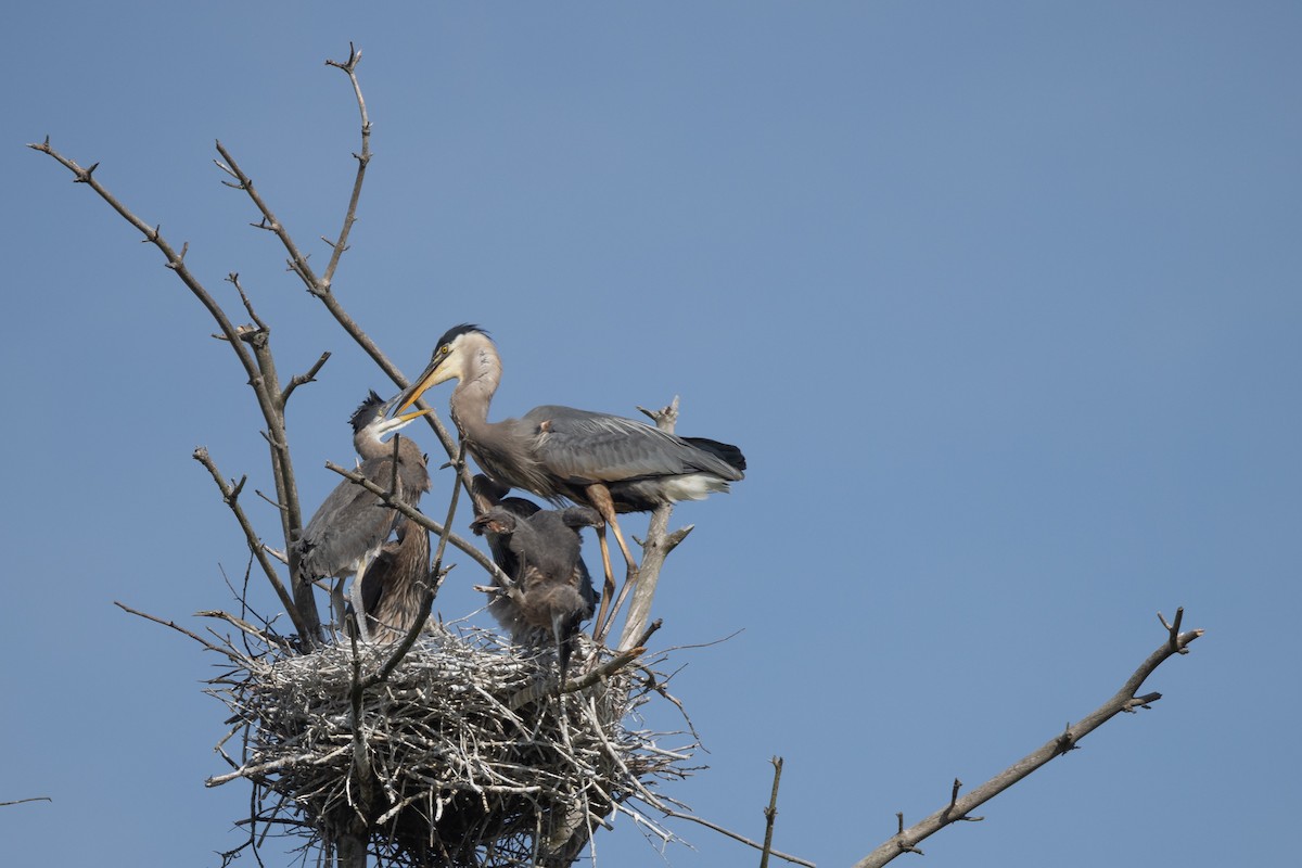 Great Blue Heron - ML620046051