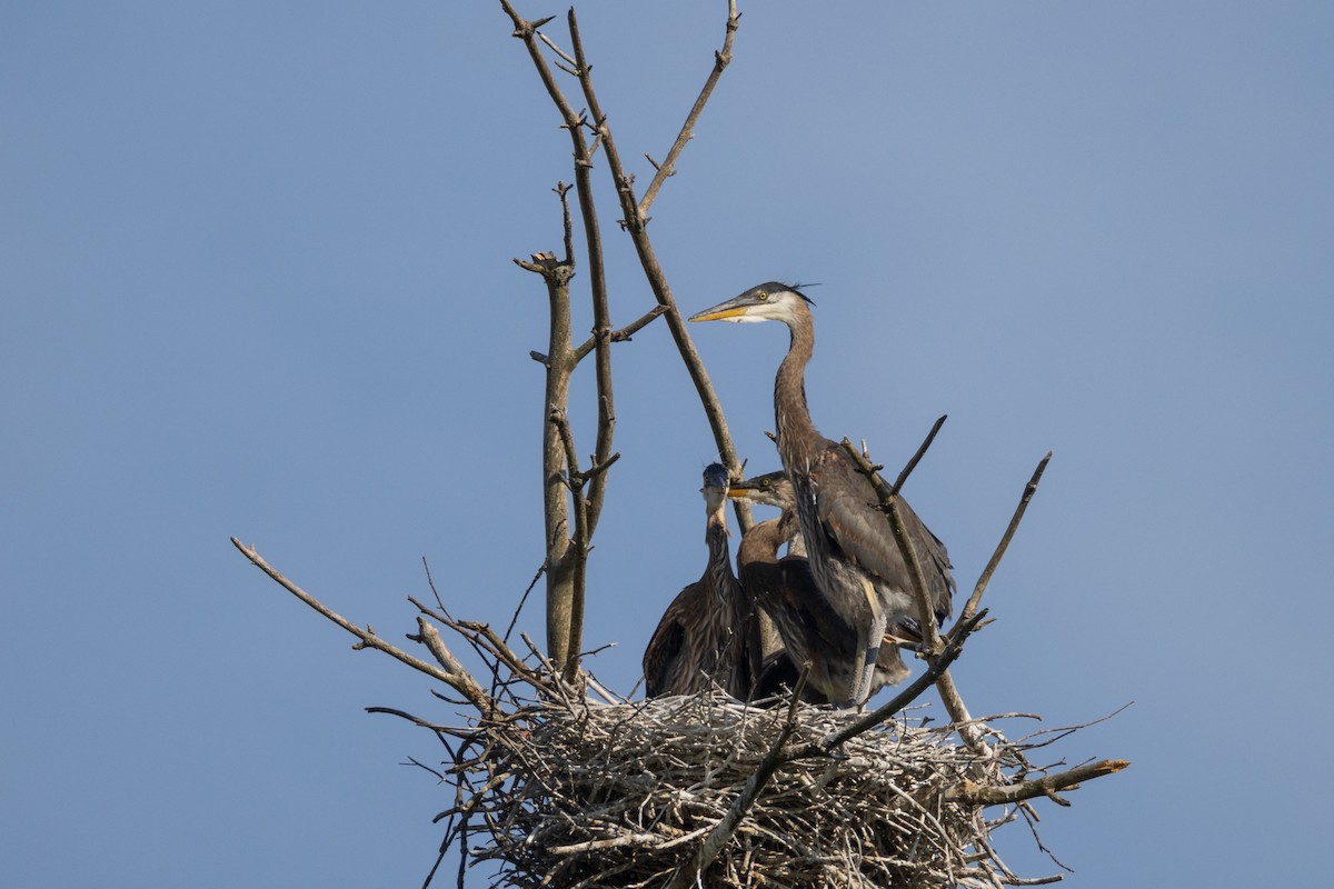 Great Blue Heron - ML620046053