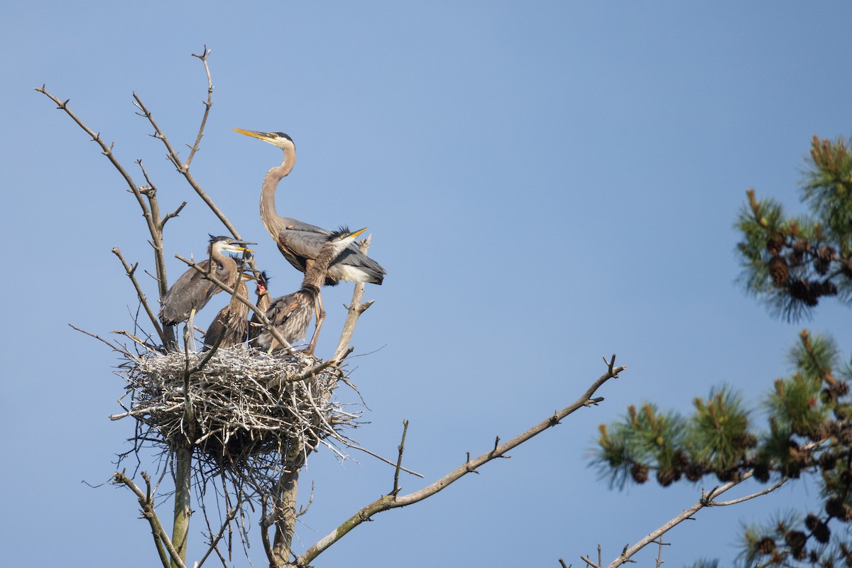 Great Blue Heron - ML620046061