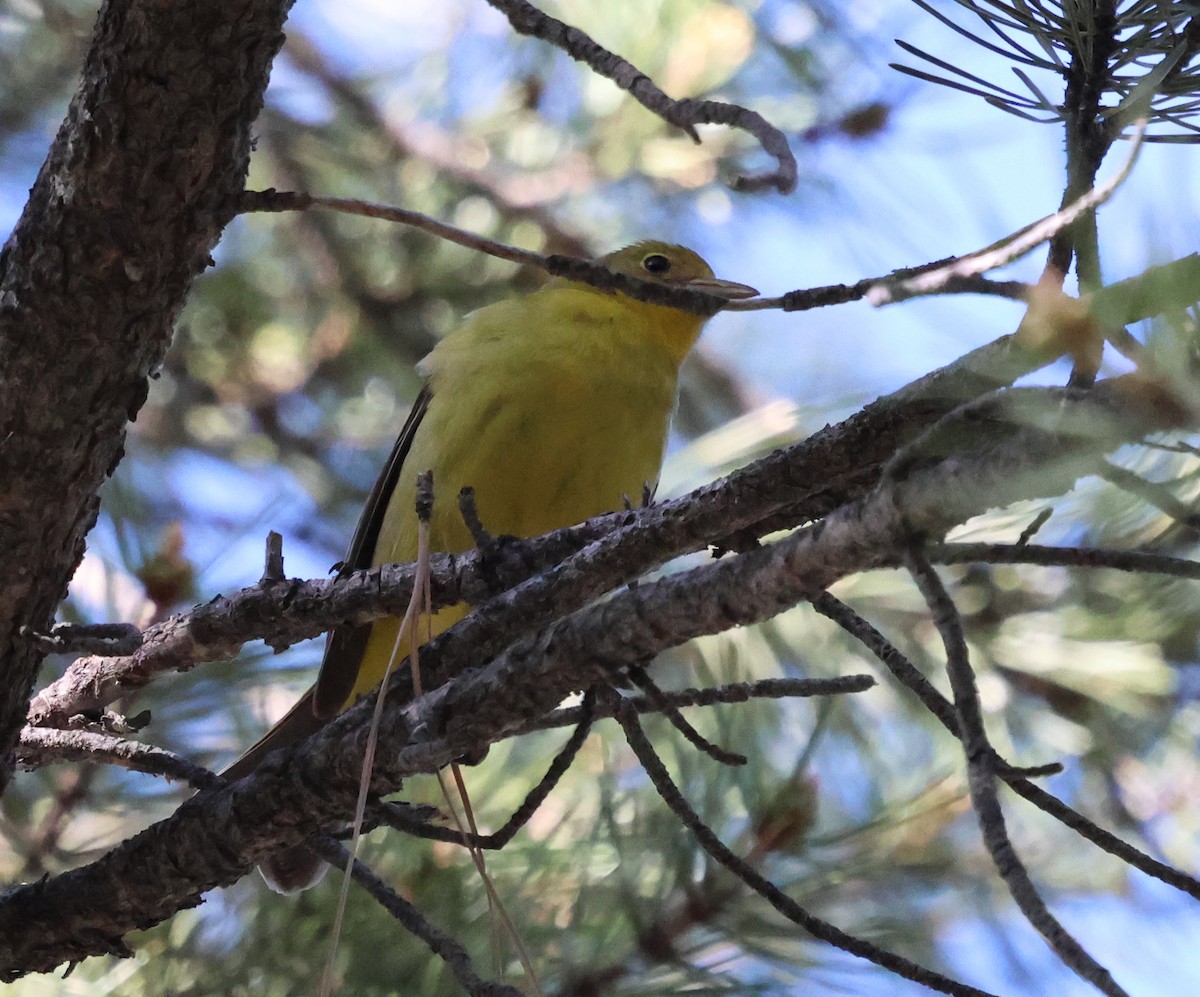 Western Tanager - ML620046067