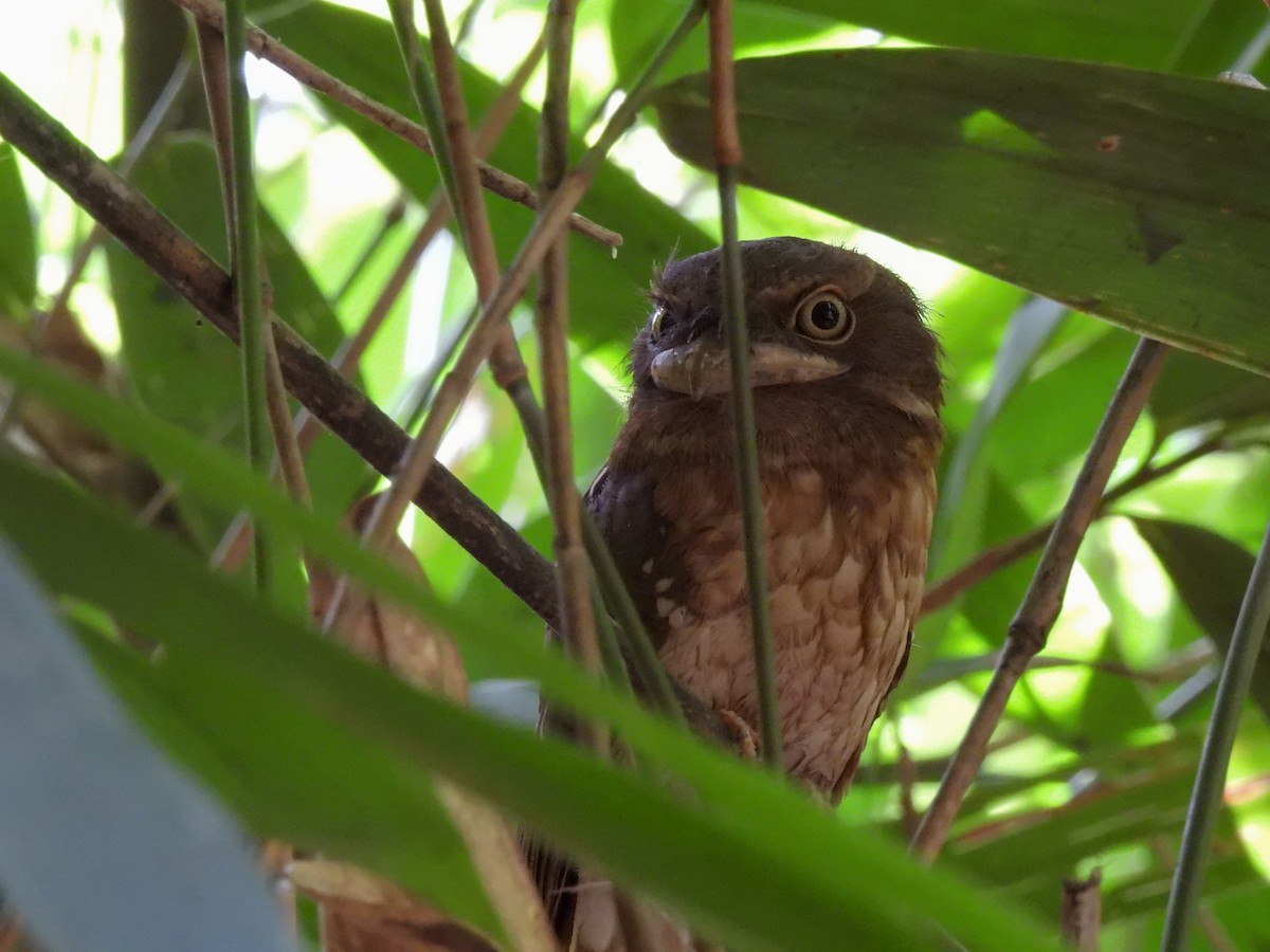 Gould's Frogmouth - Arthur Gomes