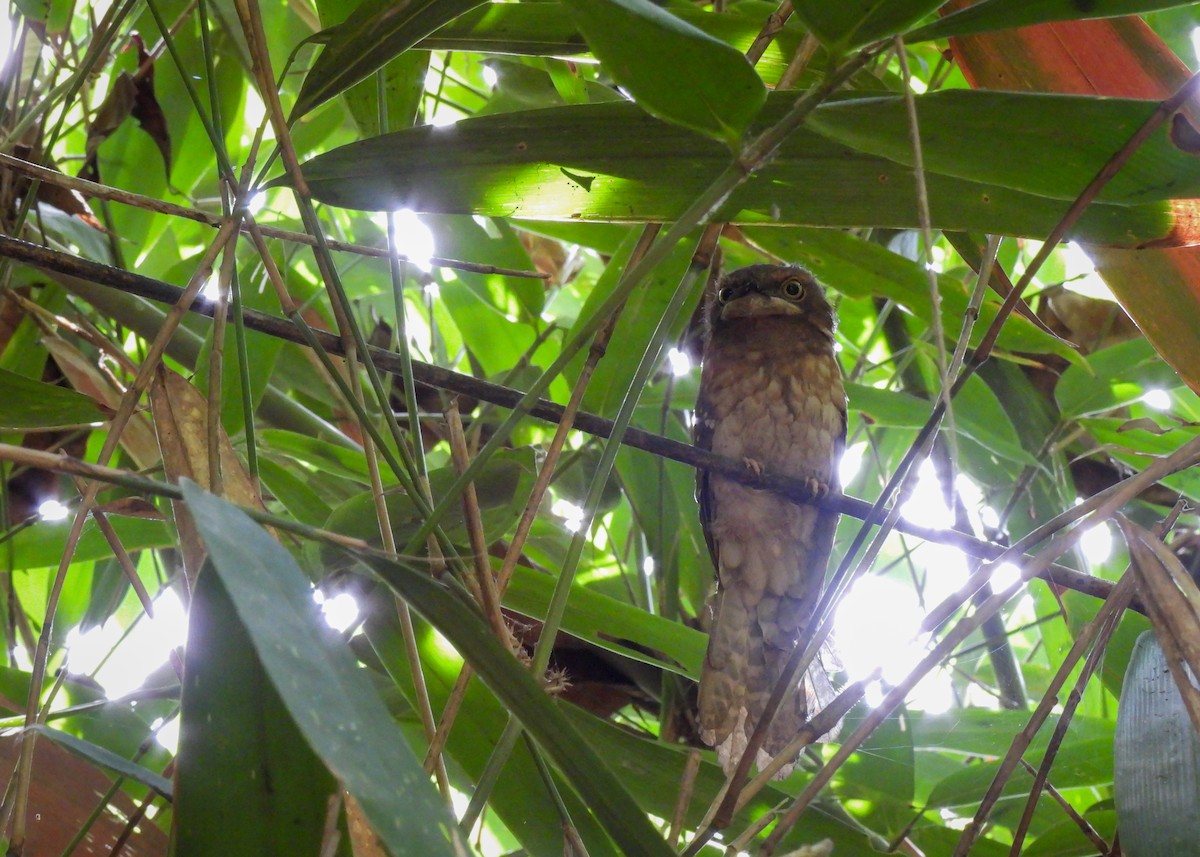 Gould's Frogmouth - ML620046069