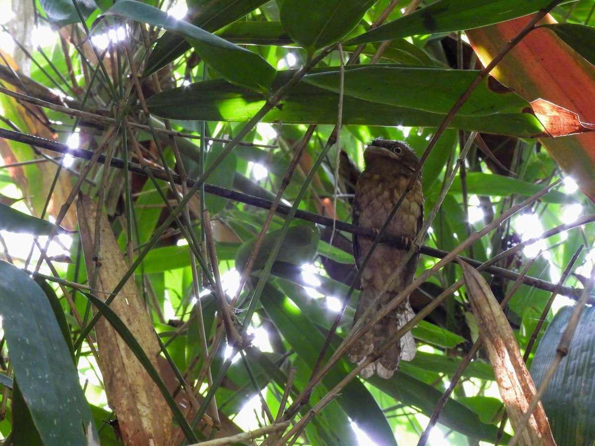 Gould's Frogmouth - ML620046070