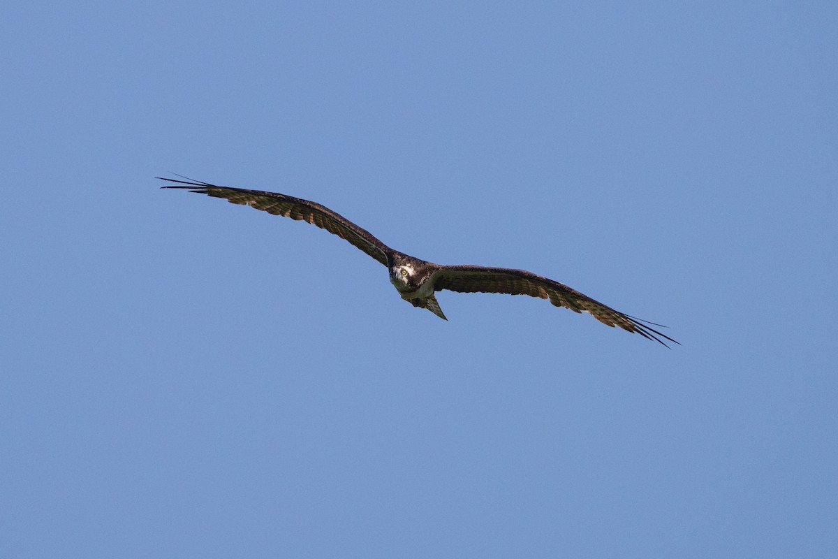 Águila Pescadora - ML620046072