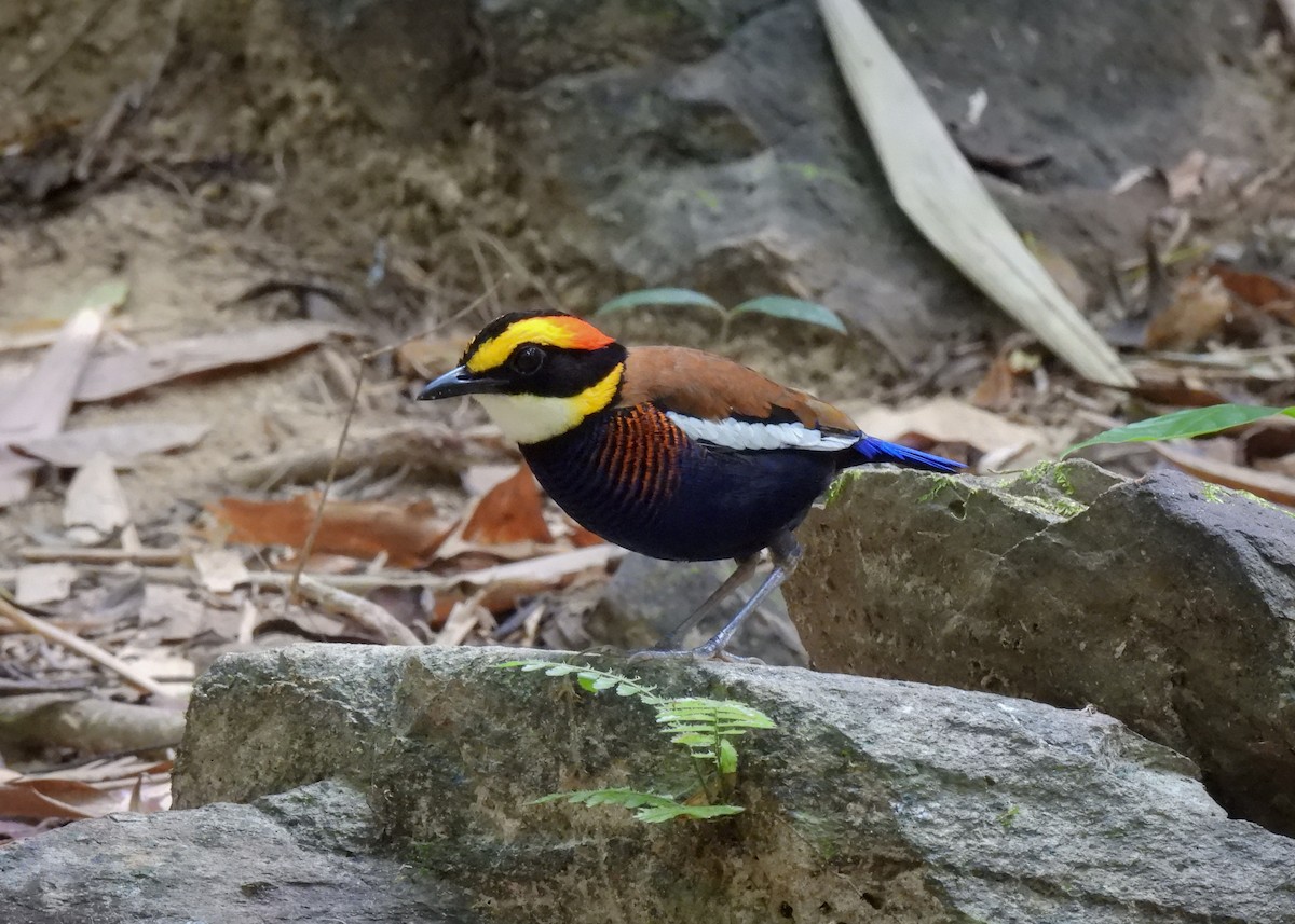 Malayan Banded-Pitta - ML620046101