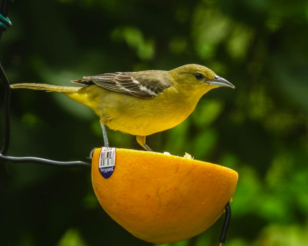 Orchard Oriole - ML620046107