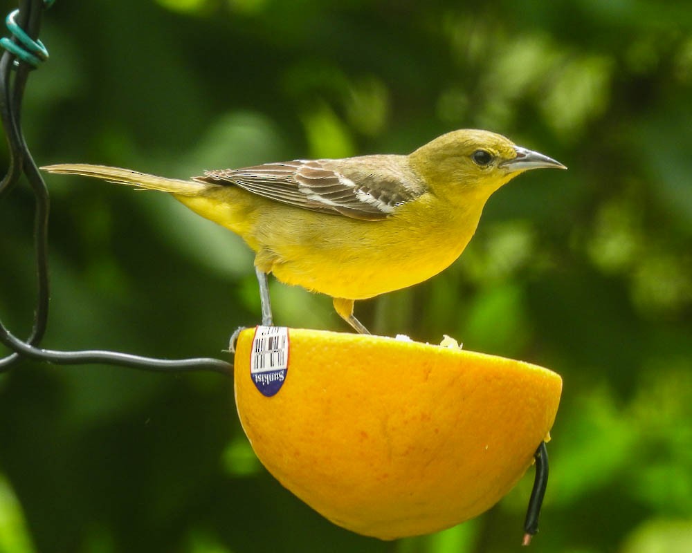 Orchard Oriole - ML620046109